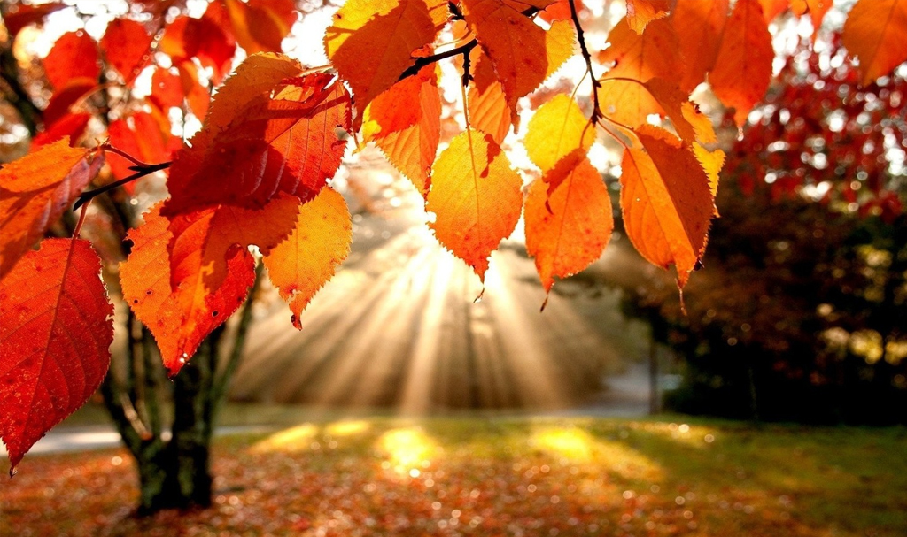 Spalvinga rudens kova